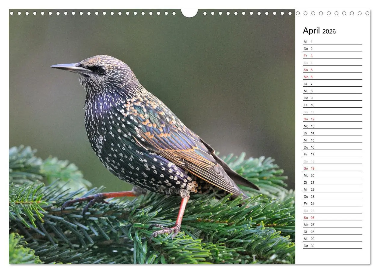 Bild: 9783516007206 | Unsere heimischen Gartenvögel (Wandkalender 2026 DIN A3 quer),...