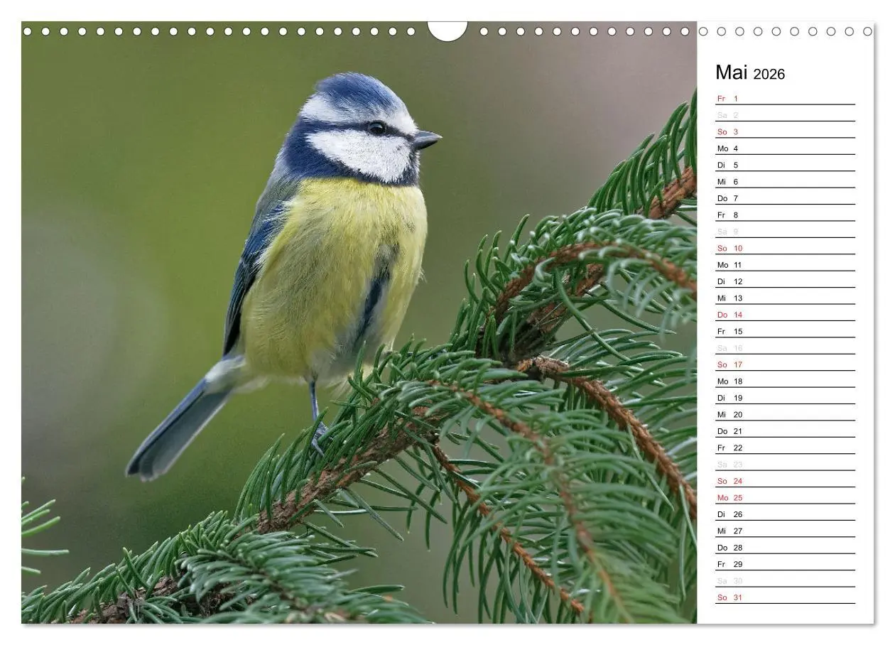 Bild: 9783516007206 | Unsere heimischen Gartenvögel (Wandkalender 2026 DIN A3 quer),...
