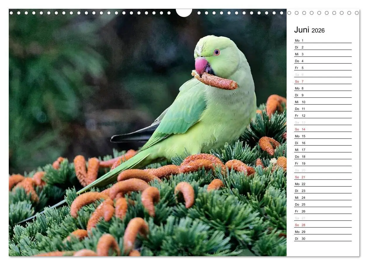 Bild: 9783516007206 | Unsere heimischen Gartenvögel (Wandkalender 2026 DIN A3 quer),...