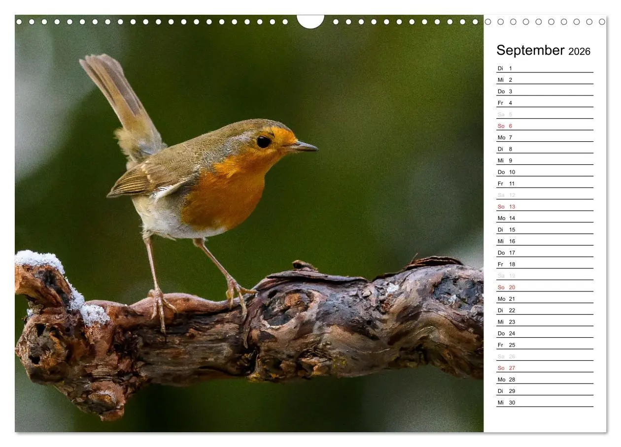 Bild: 9783516007206 | Unsere heimischen Gartenvögel (Wandkalender 2026 DIN A3 quer),...