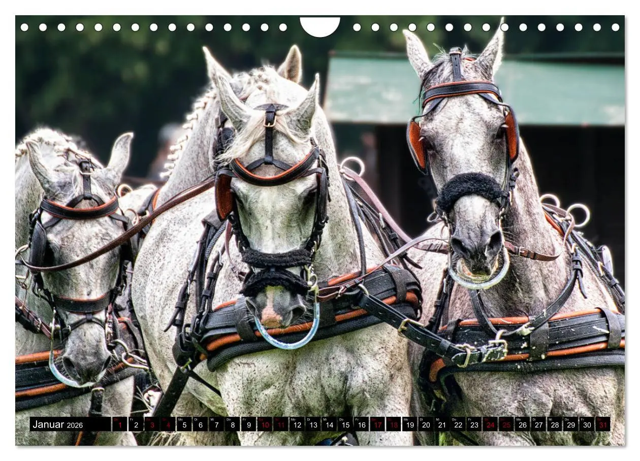 Bild: 9783457837306 | Fahrpferde in Aktion (Wandkalender 2026 DIN A4 quer), CALVENDO...
