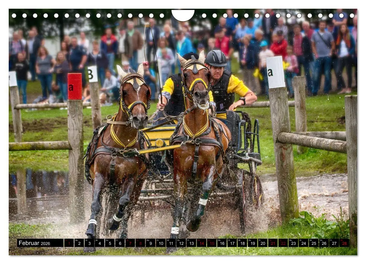 Bild: 9783457837306 | Fahrpferde in Aktion (Wandkalender 2026 DIN A4 quer), CALVENDO...