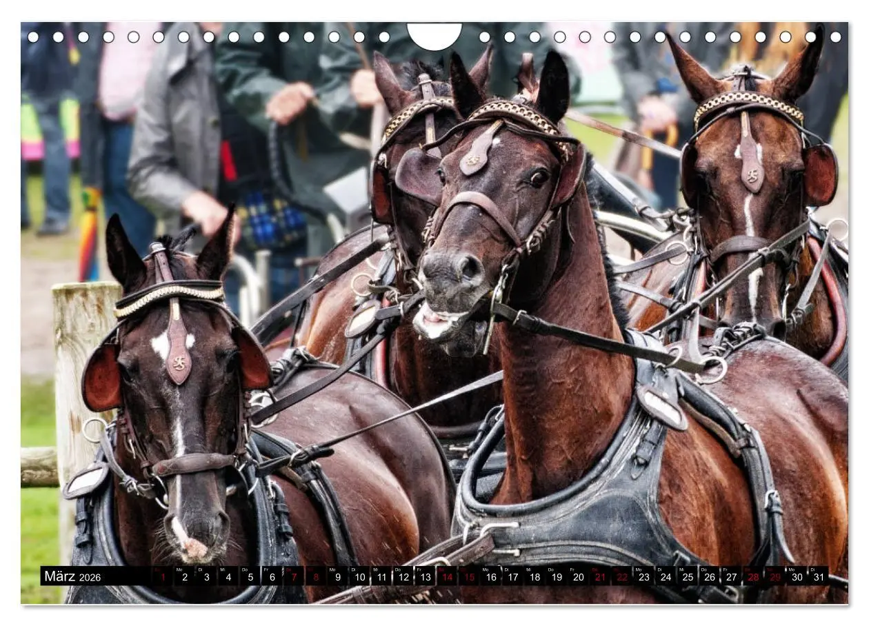 Bild: 9783457837306 | Fahrpferde in Aktion (Wandkalender 2026 DIN A4 quer), CALVENDO...