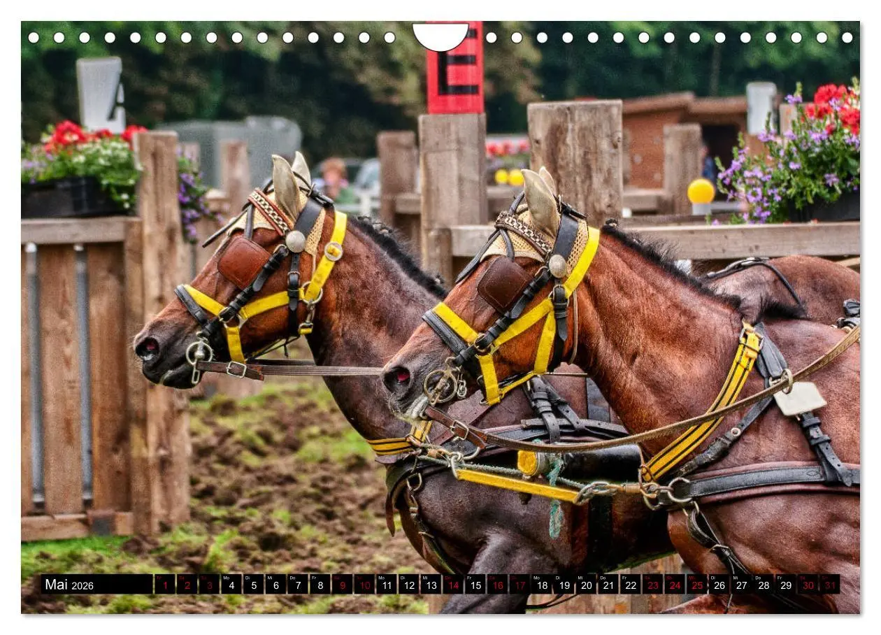 Bild: 9783457837306 | Fahrpferde in Aktion (Wandkalender 2026 DIN A4 quer), CALVENDO...
