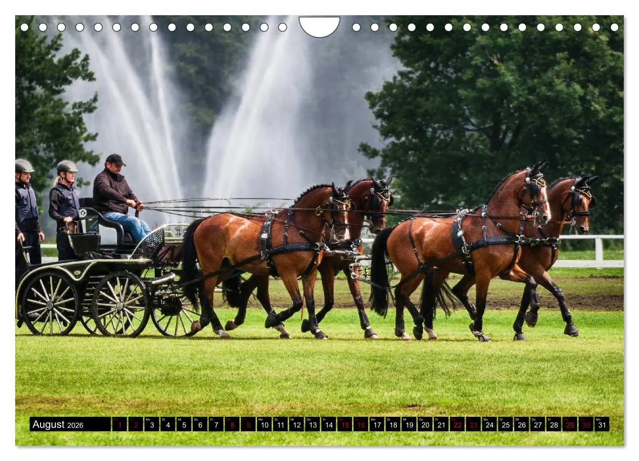 Bild: 9783457837306 | Fahrpferde in Aktion (Wandkalender 2026 DIN A4 quer), CALVENDO...
