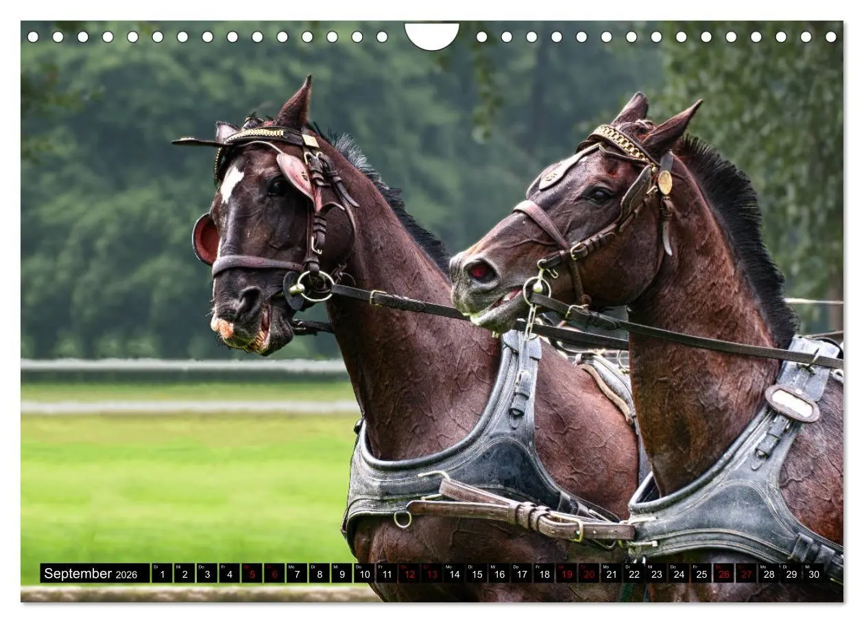 Bild: 9783457837306 | Fahrpferde in Aktion (Wandkalender 2026 DIN A4 quer), CALVENDO...