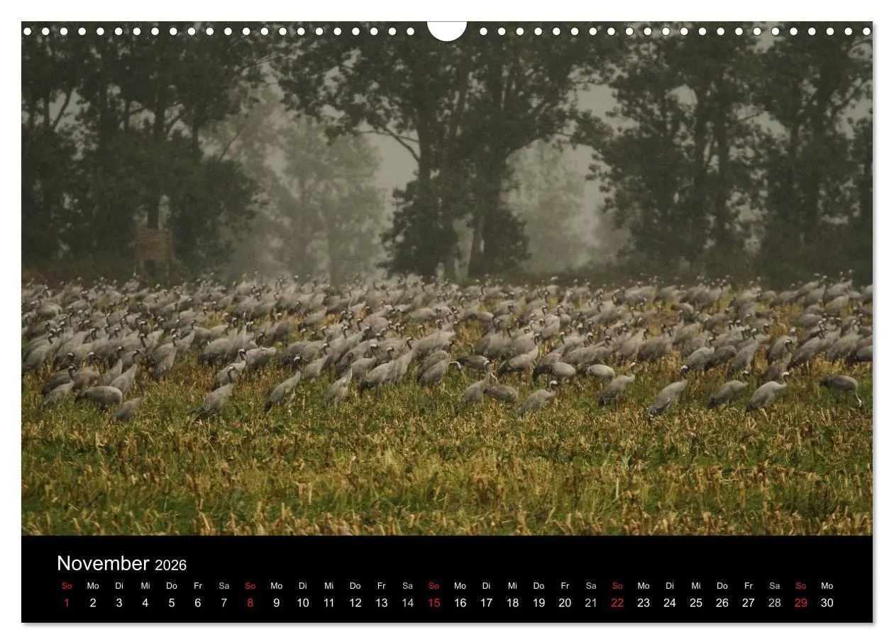 Bild: 9783516227406 | Kraniche (Wandkalender 2026 DIN A3 quer), CALVENDO Monatskalender