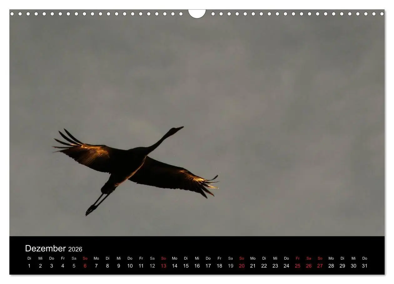 Bild: 9783516227406 | Kraniche (Wandkalender 2026 DIN A3 quer), CALVENDO Monatskalender