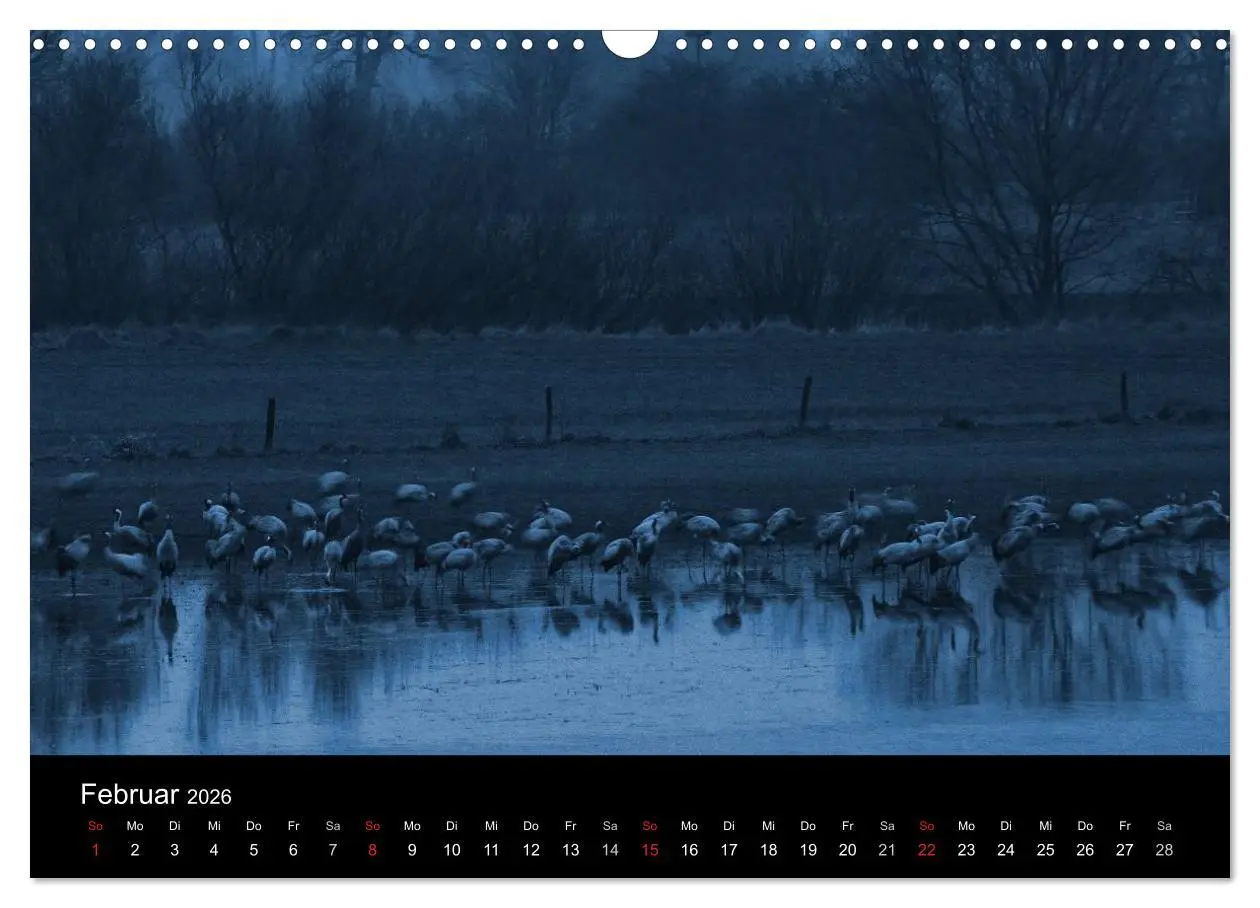 Bild: 9783516227406 | Kraniche (Wandkalender 2026 DIN A3 quer), CALVENDO Monatskalender