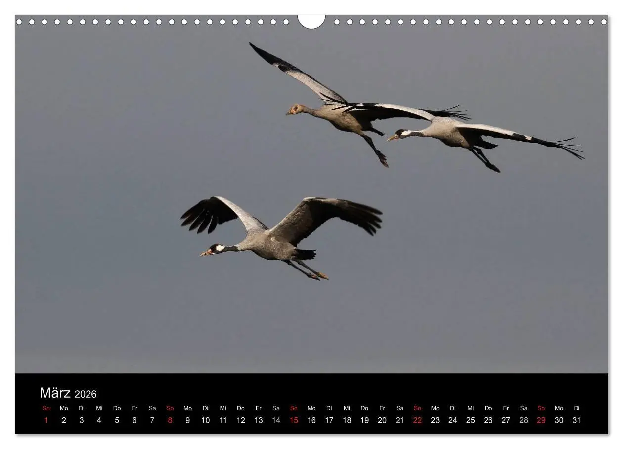 Bild: 9783516227406 | Kraniche (Wandkalender 2026 DIN A3 quer), CALVENDO Monatskalender
