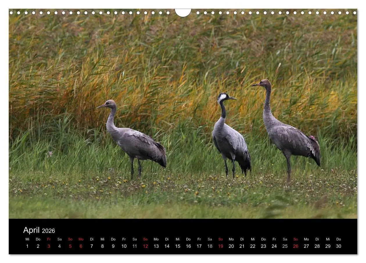Bild: 9783516227406 | Kraniche (Wandkalender 2026 DIN A3 quer), CALVENDO Monatskalender