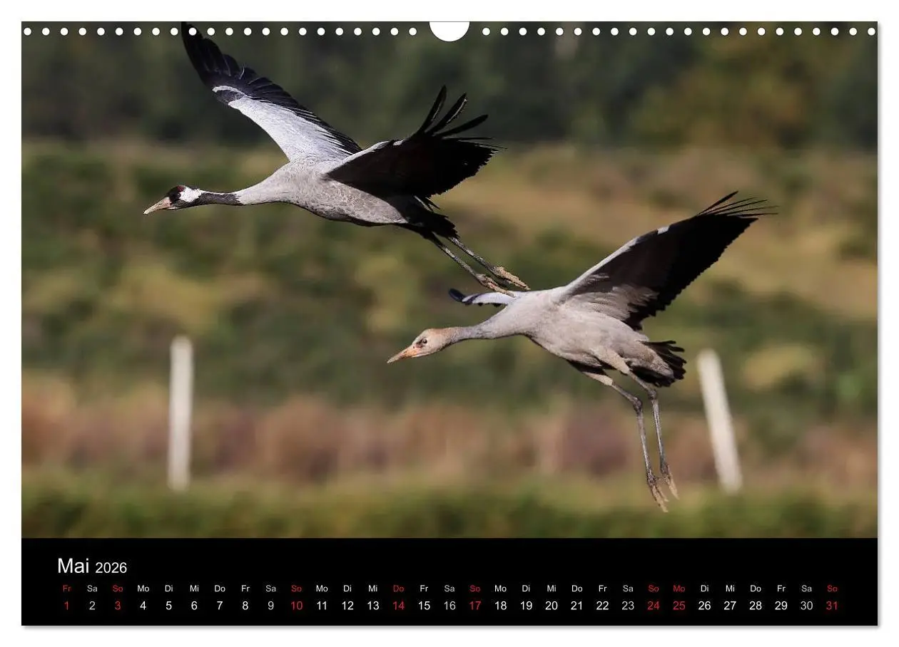 Bild: 9783516227406 | Kraniche (Wandkalender 2026 DIN A3 quer), CALVENDO Monatskalender