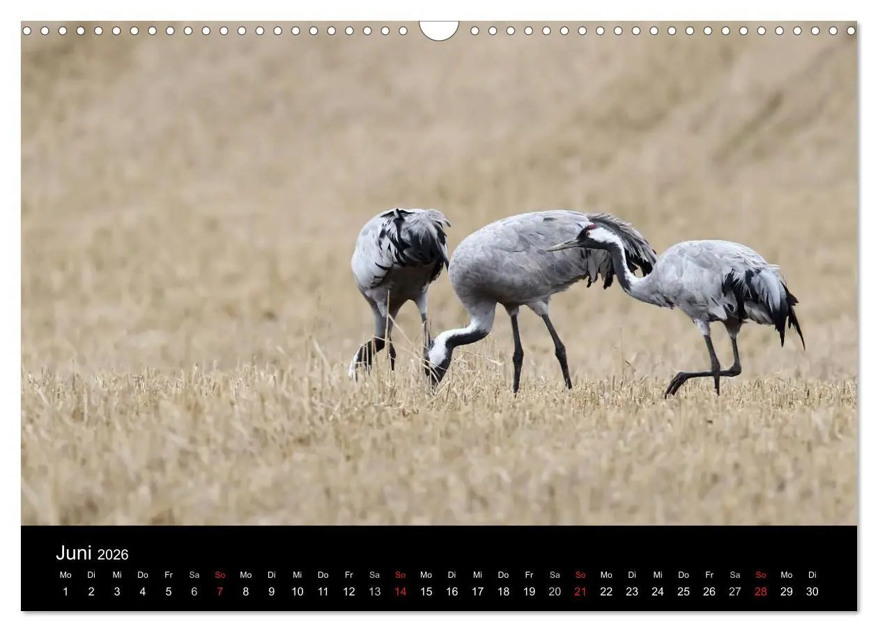 Bild: 9783516227406 | Kraniche (Wandkalender 2026 DIN A3 quer), CALVENDO Monatskalender