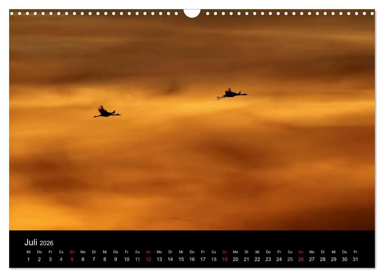 Bild: 9783516227406 | Kraniche (Wandkalender 2026 DIN A3 quer), CALVENDO Monatskalender
