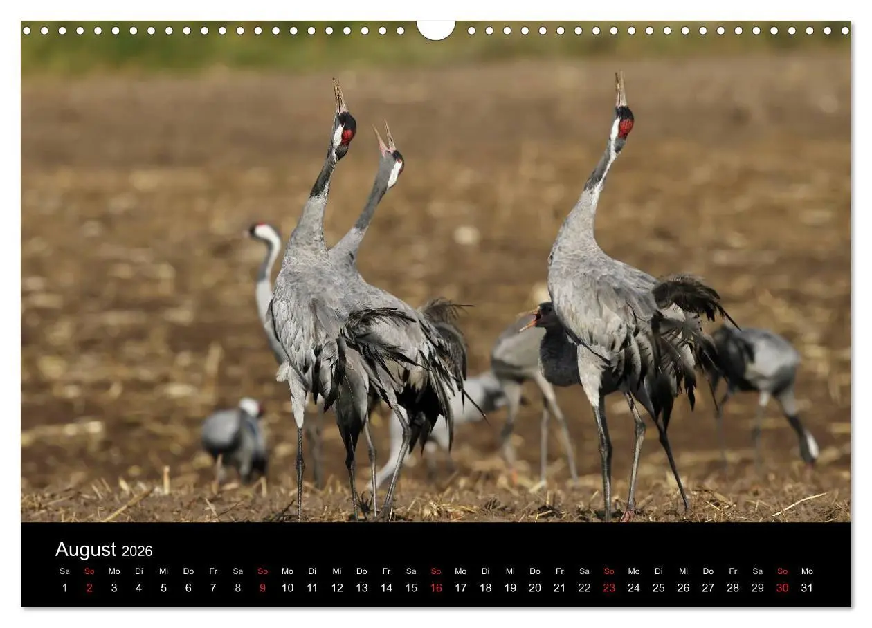 Bild: 9783516227406 | Kraniche (Wandkalender 2026 DIN A3 quer), CALVENDO Monatskalender
