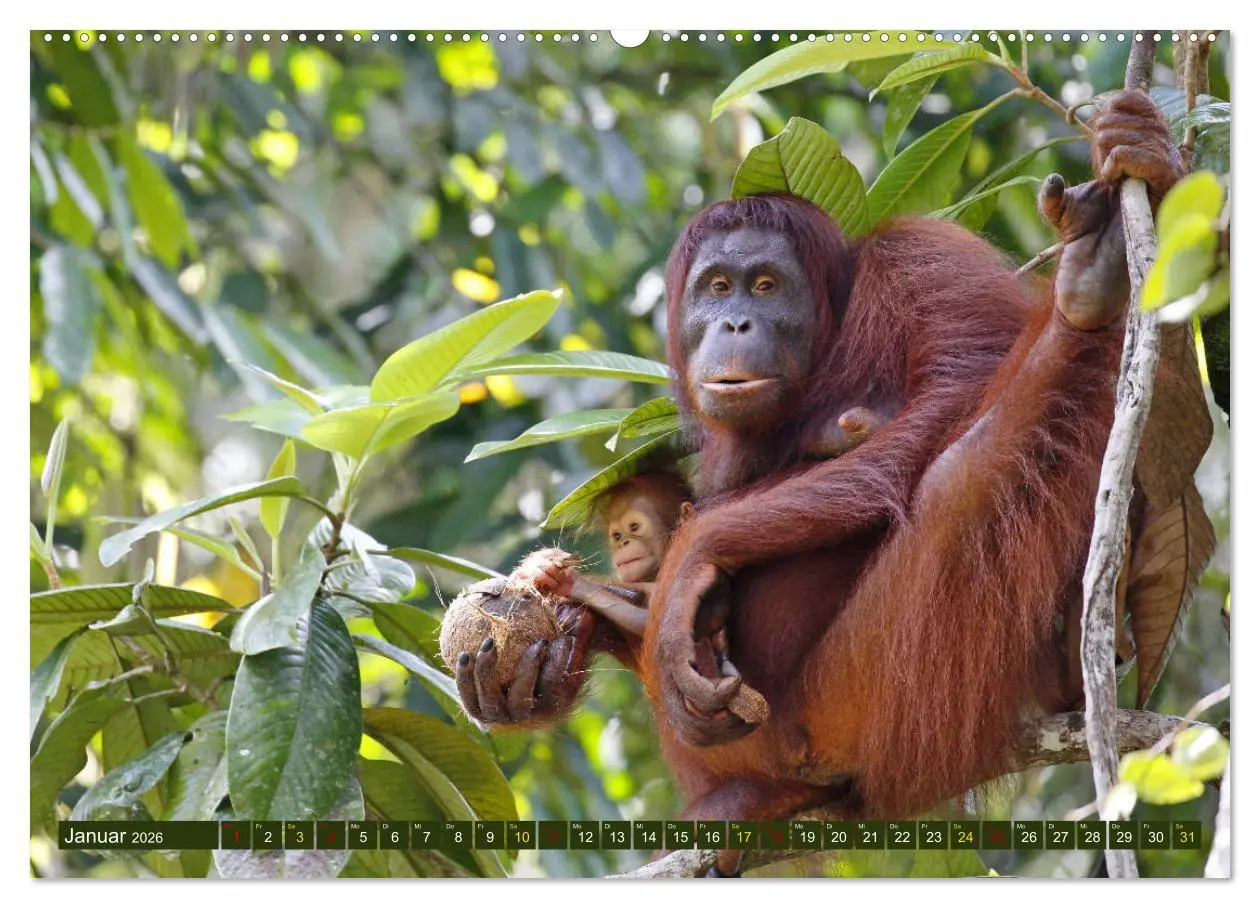 Bild: 9783457737606 | Borneo - Tierparadies Regenwald (hochwertiger Premium Wandkalender...
