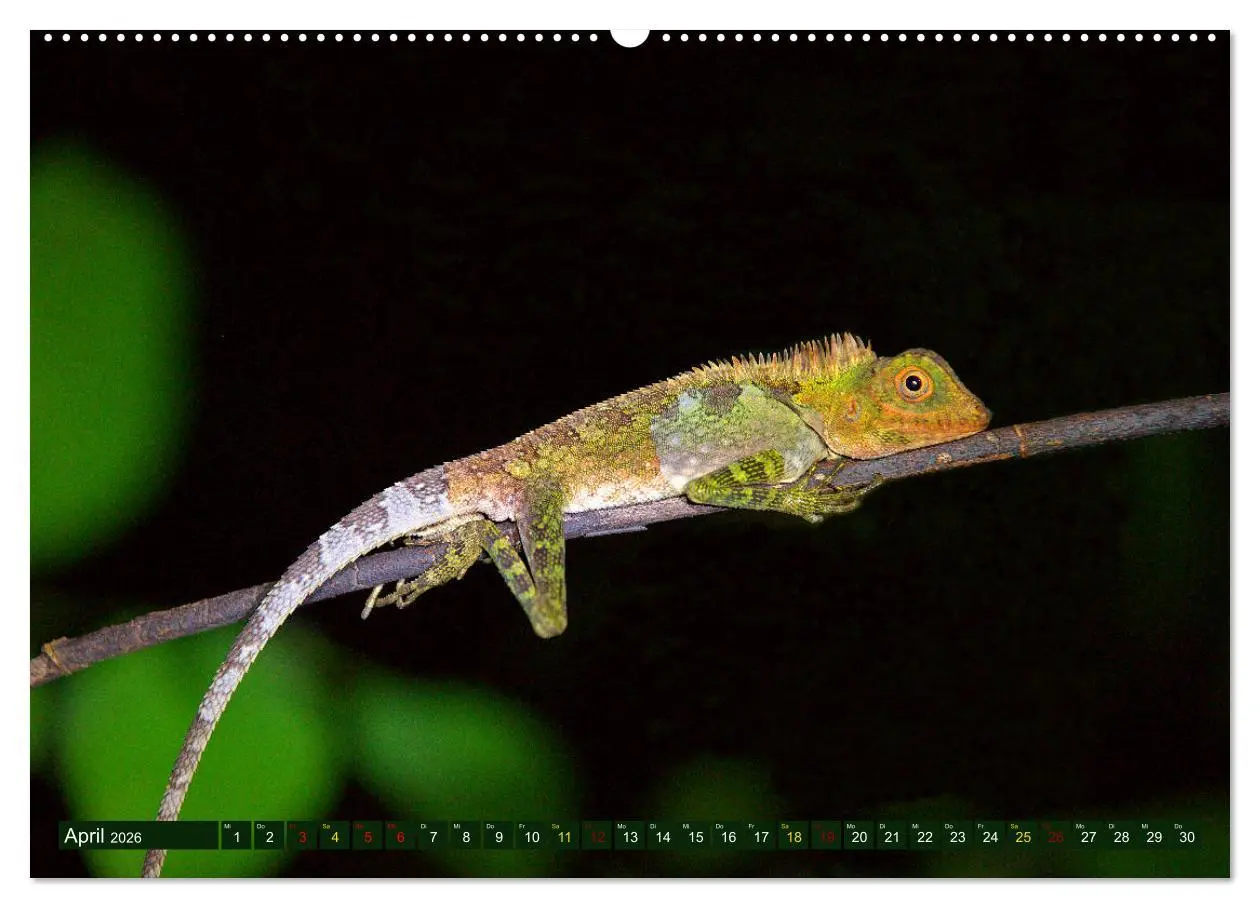 Bild: 9783457737606 | Borneo - Tierparadies Regenwald (hochwertiger Premium Wandkalender...