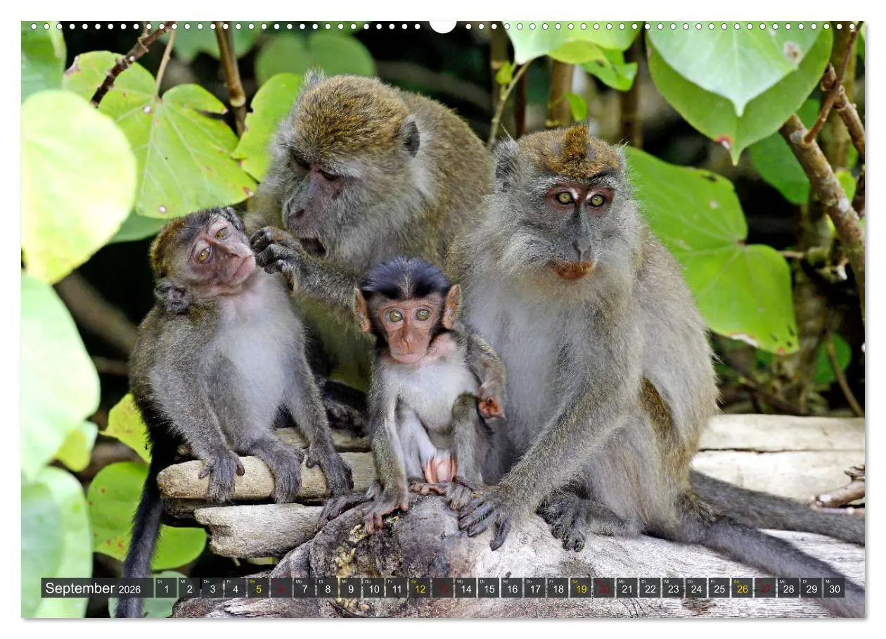 Bild: 9783457737606 | Borneo - Tierparadies Regenwald (hochwertiger Premium Wandkalender...