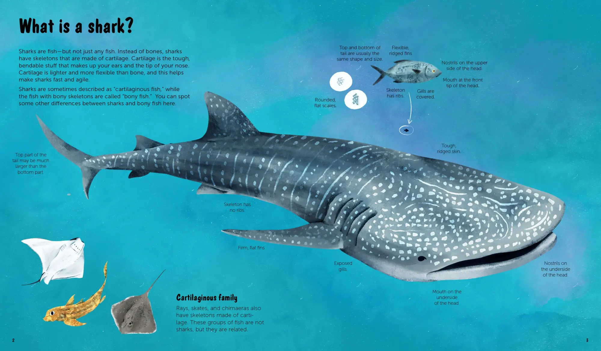 Bild: 9783967047806 | The World of Sharks | Darcy Dobell | Buch | 72 S. | Englisch | 2025