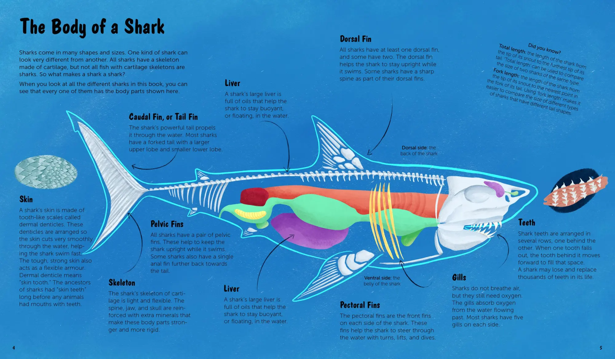 Bild: 9783967047806 | The World of Sharks | Darcy Dobell | Buch | 72 S. | Englisch | 2025