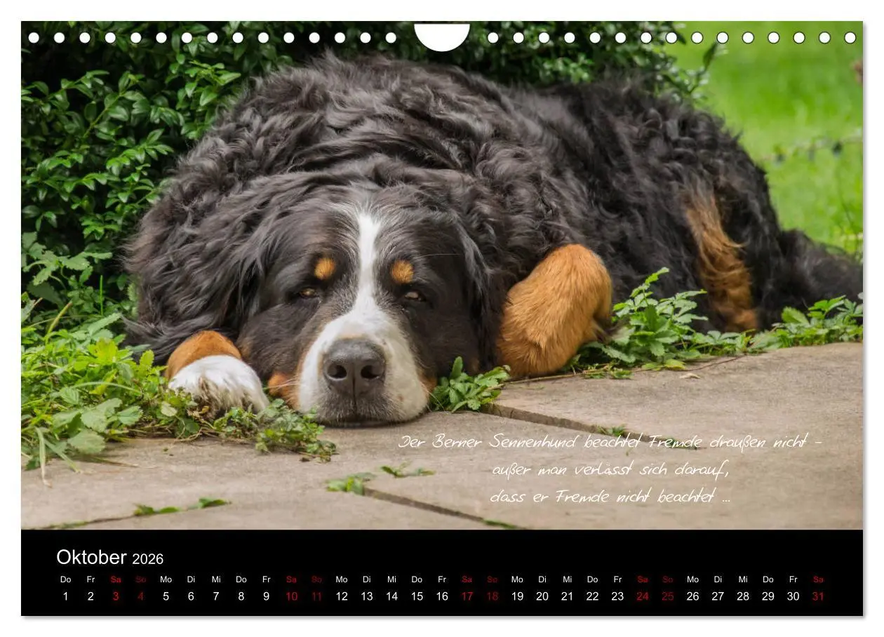 Bild: 9783457877906 | So ist er. Der Berner Sennenhund (Wandkalender 2026 DIN A4 quer),...