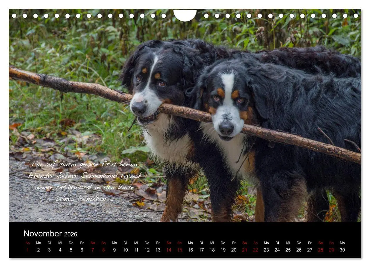 Bild: 9783457877906 | So ist er. Der Berner Sennenhund (Wandkalender 2026 DIN A4 quer),...