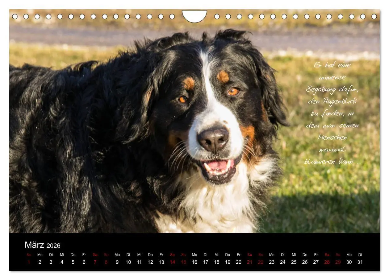 Bild: 9783457877906 | So ist er. Der Berner Sennenhund (Wandkalender 2026 DIN A4 quer),...