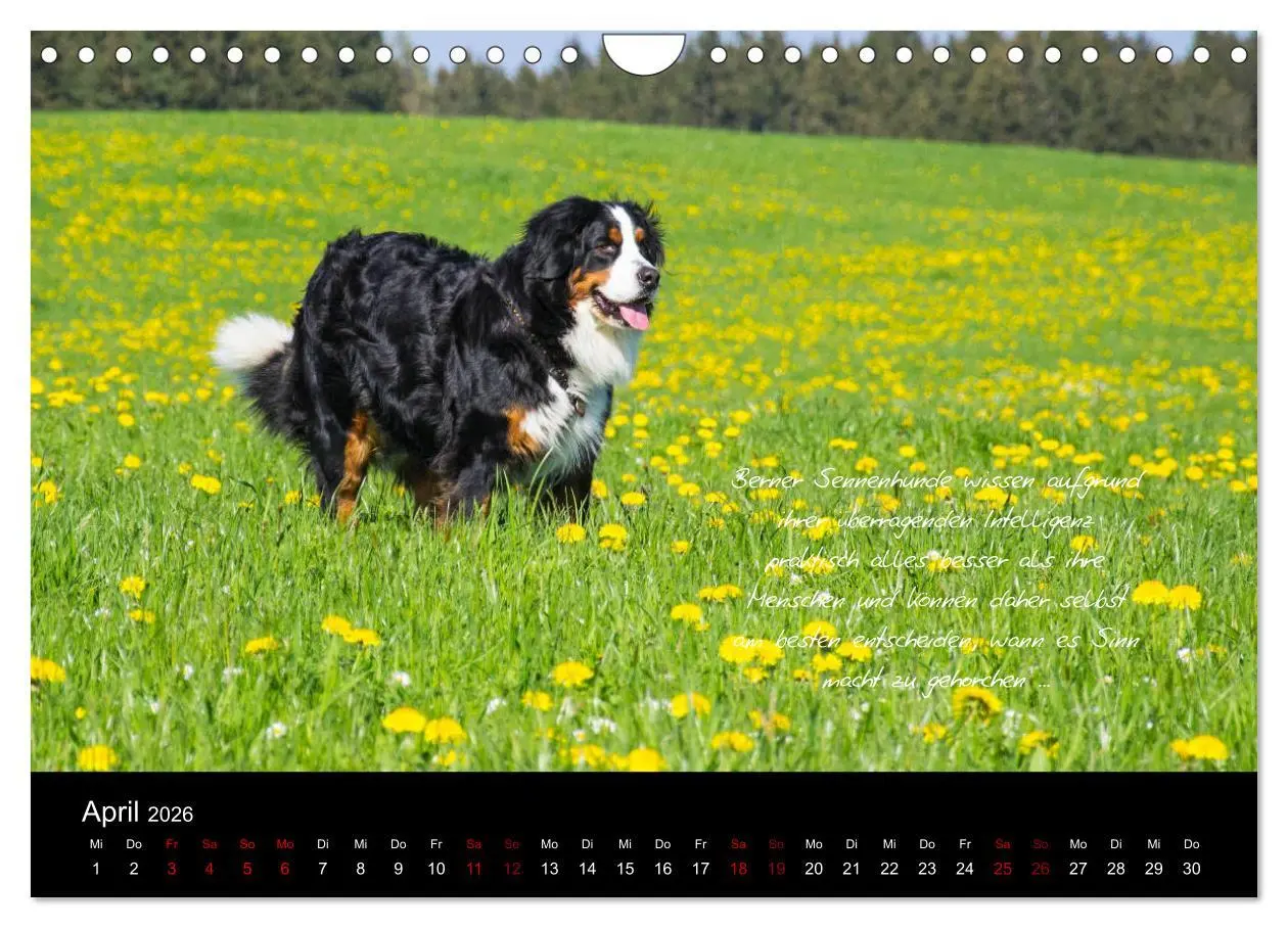 Bild: 9783457877906 | So ist er. Der Berner Sennenhund (Wandkalender 2026 DIN A4 quer),...