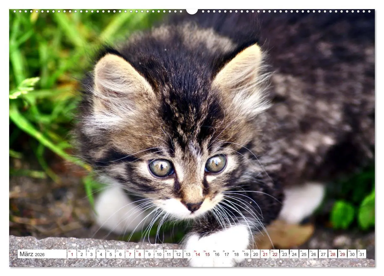 Bild: 9783457448106 | Katzen in Cranz (hochwertiger Premium Wandkalender 2026 DIN A2...