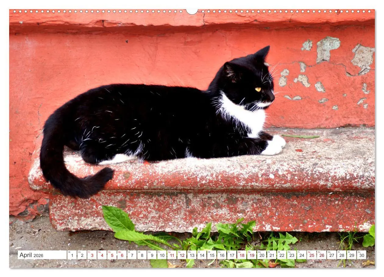 Bild: 9783457448106 | Katzen in Cranz (hochwertiger Premium Wandkalender 2026 DIN A2...