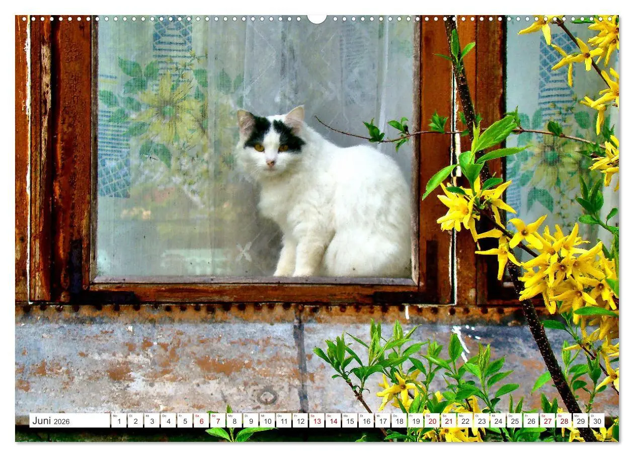 Bild: 9783457448106 | Katzen in Cranz (hochwertiger Premium Wandkalender 2026 DIN A2...