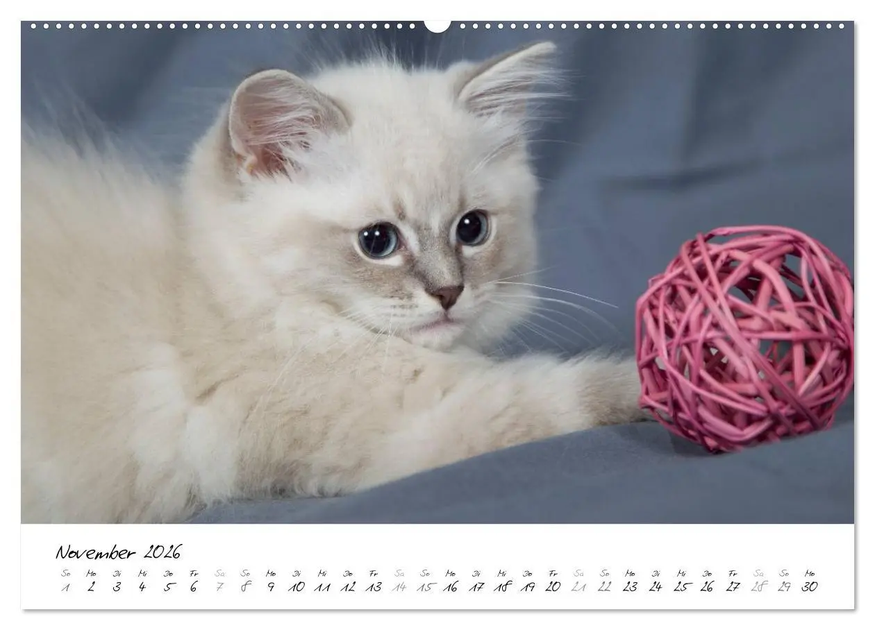 Bild: 9783516158106 | Ragdoll Kitten (hochwertiger Premium Wandkalender 2026 DIN A2...