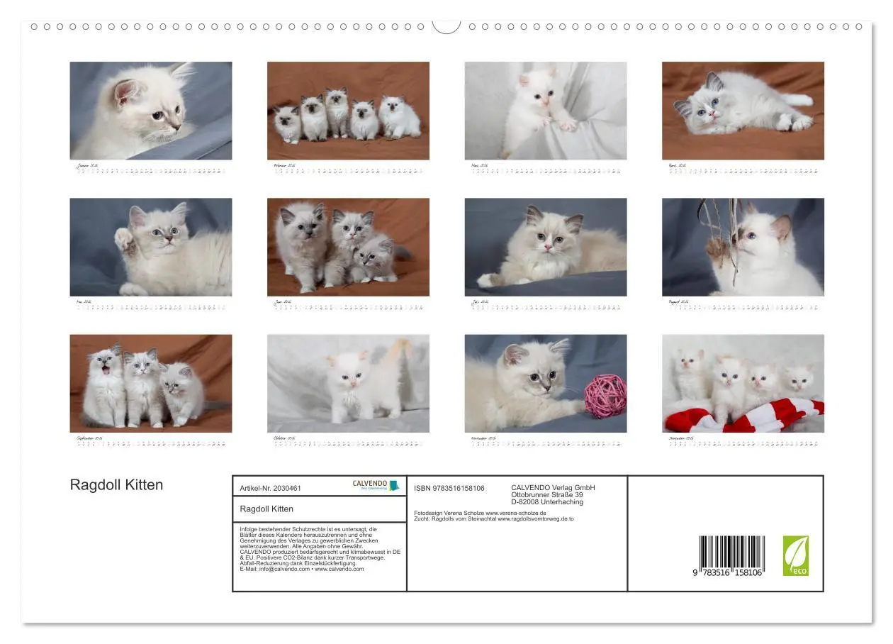 Bild: 9783516158106 | Ragdoll Kitten (hochwertiger Premium Wandkalender 2026 DIN A2...