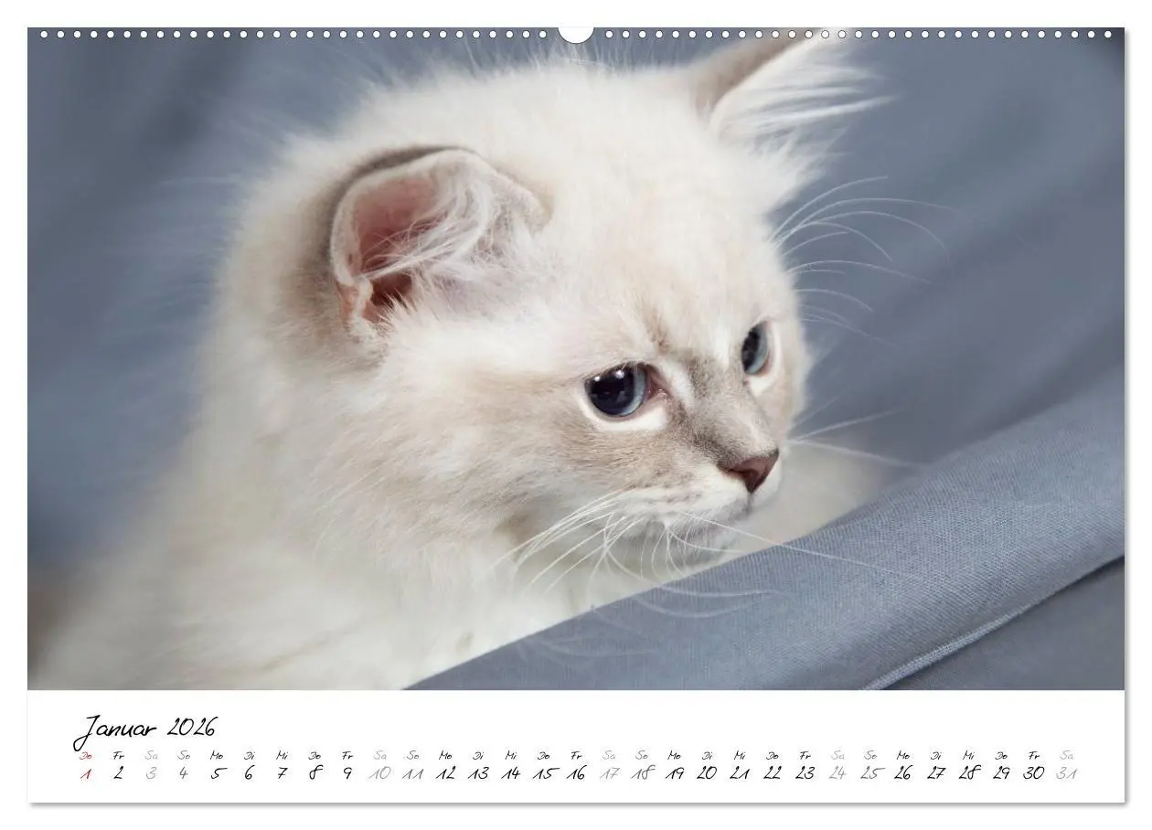 Bild: 9783516158106 | Ragdoll Kitten (hochwertiger Premium Wandkalender 2026 DIN A2...