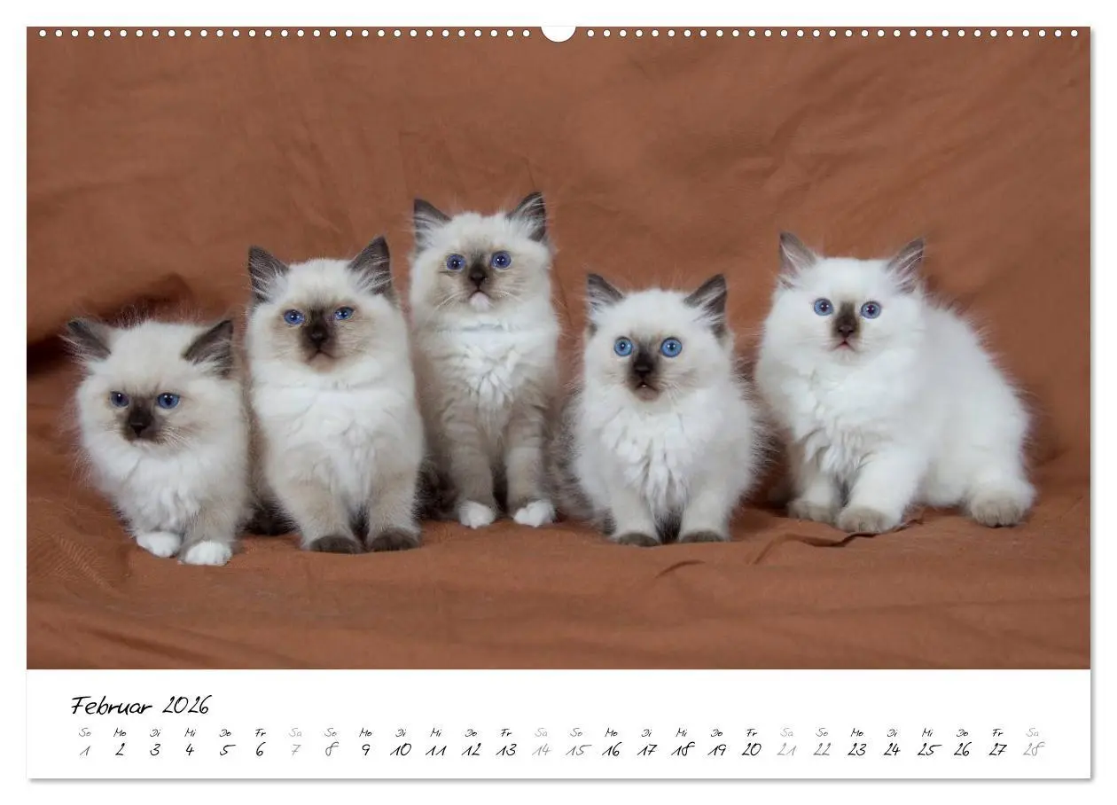 Bild: 9783516158106 | Ragdoll Kitten (hochwertiger Premium Wandkalender 2026 DIN A2...