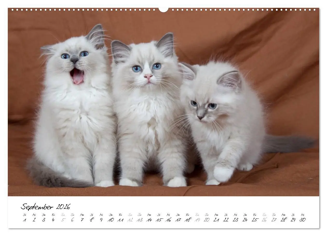 Bild: 9783516158106 | Ragdoll Kitten (hochwertiger Premium Wandkalender 2026 DIN A2...