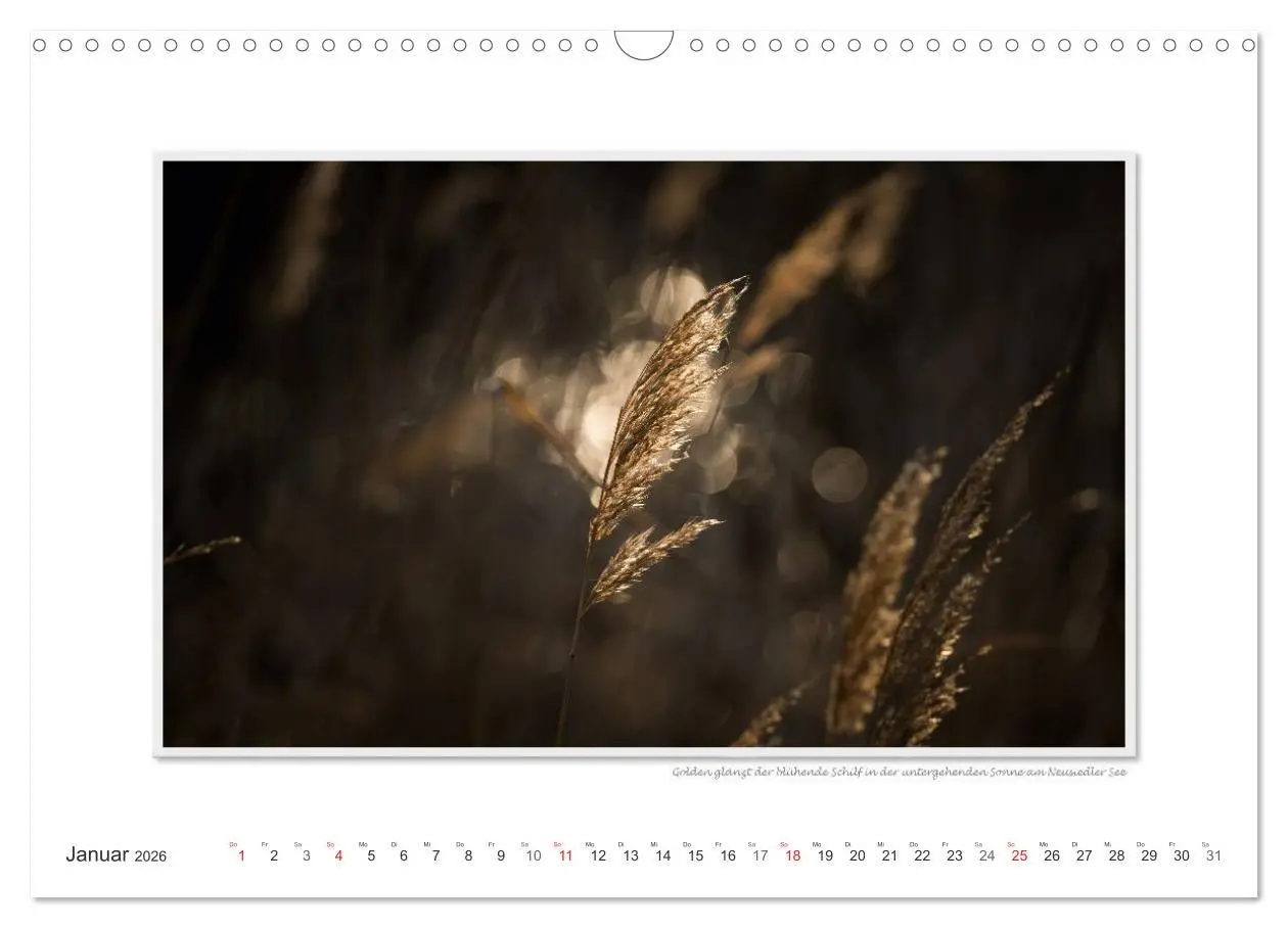 Bild: 9783516228106 | Neusiedler See / CH-Version (Wandkalender 2026 DIN A3 quer),...