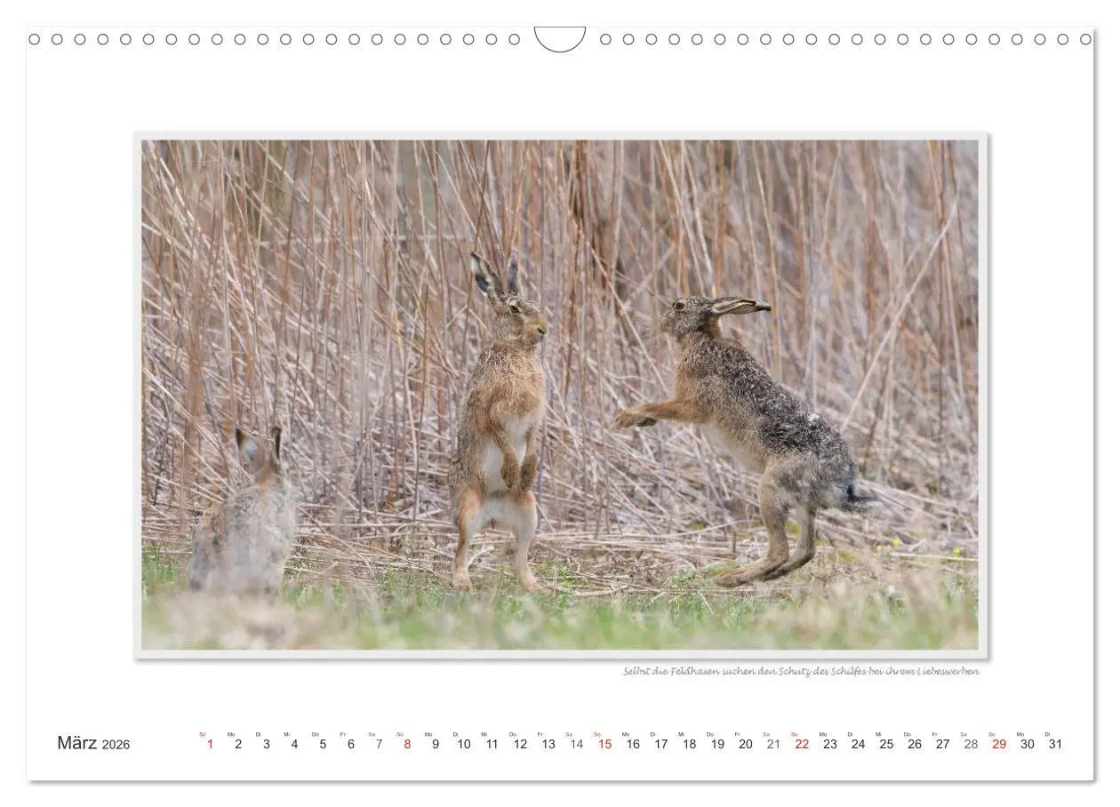 Bild: 9783516228106 | Neusiedler See / CH-Version (Wandkalender 2026 DIN A3 quer),...