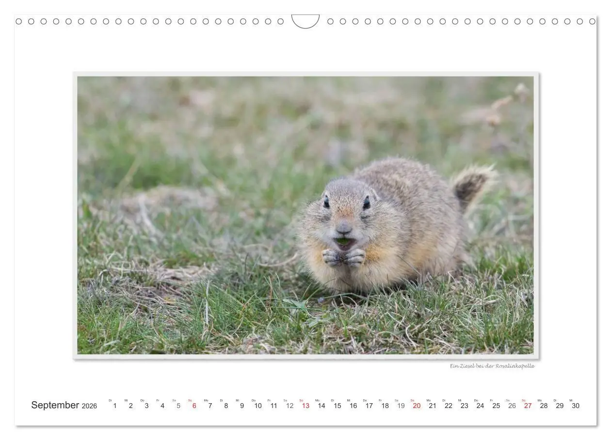 Bild: 9783516228106 | Neusiedler See / CH-Version (Wandkalender 2026 DIN A3 quer),...