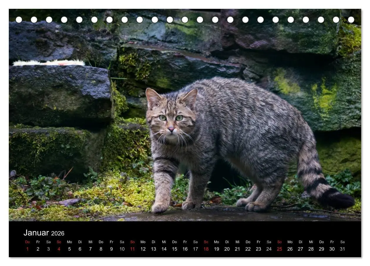 Bild: 9783457748206 | Wildkatzen - scheue Samtpfoten (Tischkalender 2026 DIN A5 quer),...