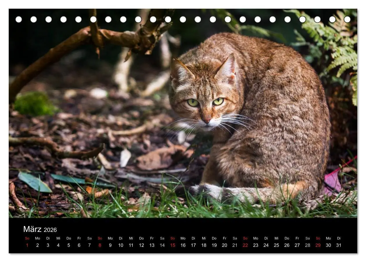 Bild: 9783457748206 | Wildkatzen - scheue Samtpfoten (Tischkalender 2026 DIN A5 quer),...