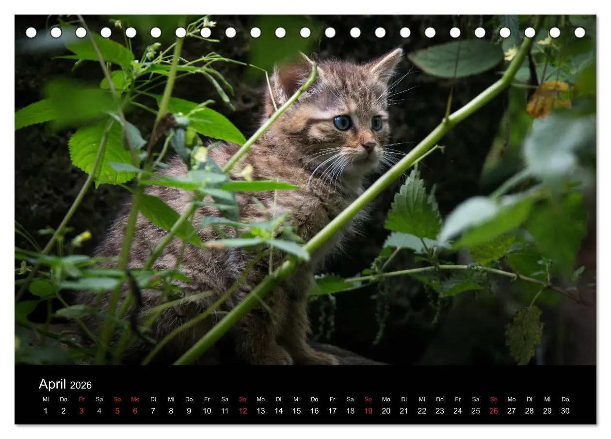 Bild: 9783457748206 | Wildkatzen - scheue Samtpfoten (Tischkalender 2026 DIN A5 quer),...