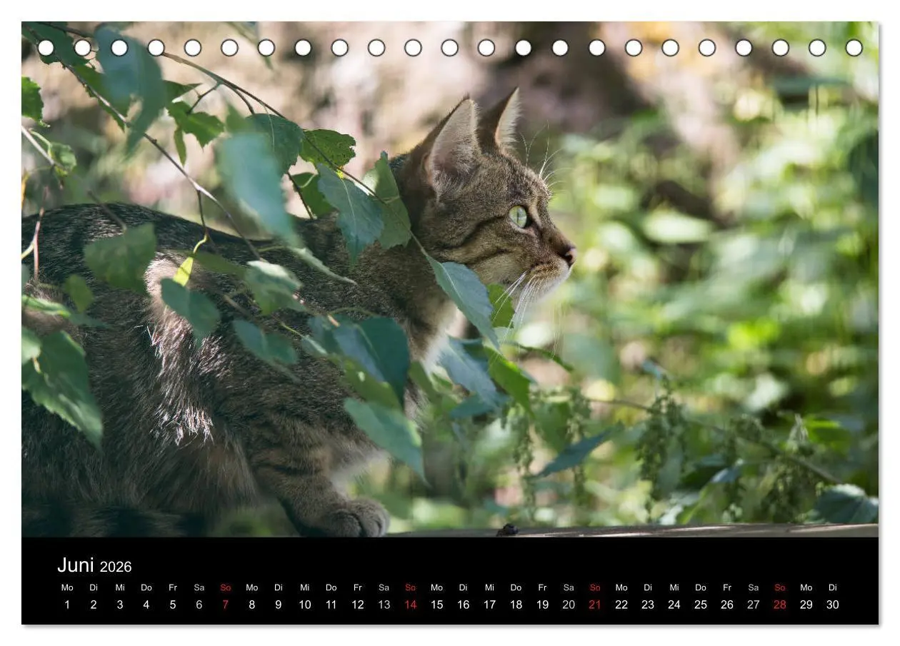 Bild: 9783457748206 | Wildkatzen - scheue Samtpfoten (Tischkalender 2026 DIN A5 quer),...