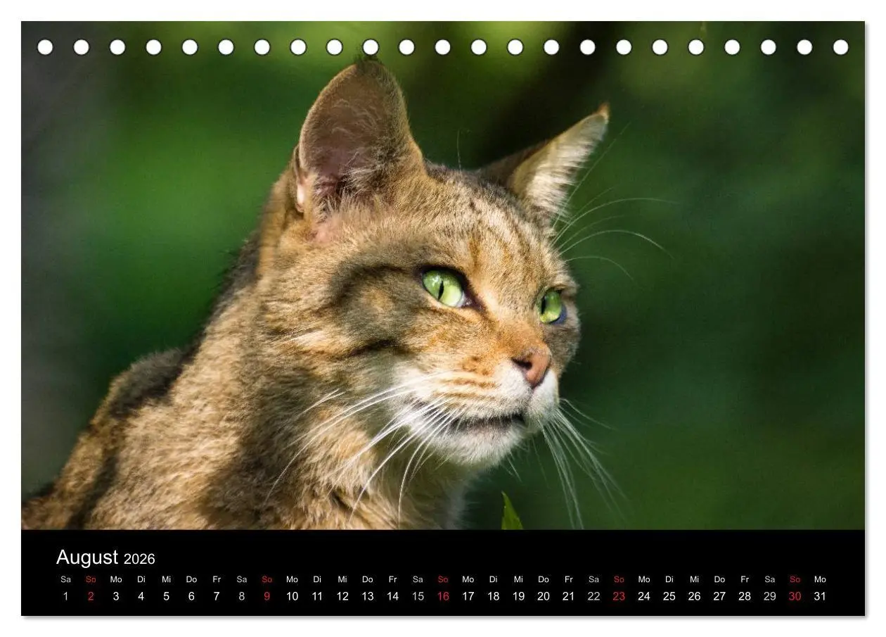 Bild: 9783457748206 | Wildkatzen - scheue Samtpfoten (Tischkalender 2026 DIN A5 quer),...