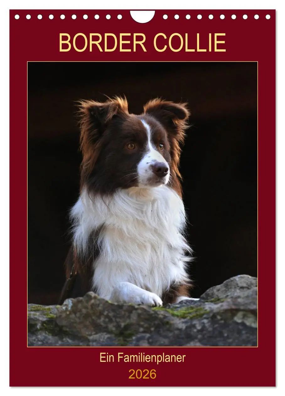 Cover: 9783516388206 | Border Collie - Ein Familienplaner (Wandkalender 2026 DIN A4 hoch),...