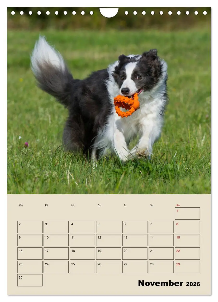 Bild: 9783516388206 | Border Collie - Ein Familienplaner (Wandkalender 2026 DIN A4 hoch),...