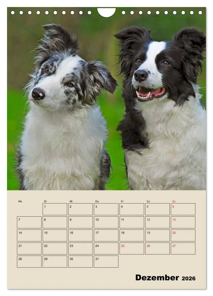 Bild: 9783516388206 | Border Collie - Ein Familienplaner (Wandkalender 2026 DIN A4 hoch),...