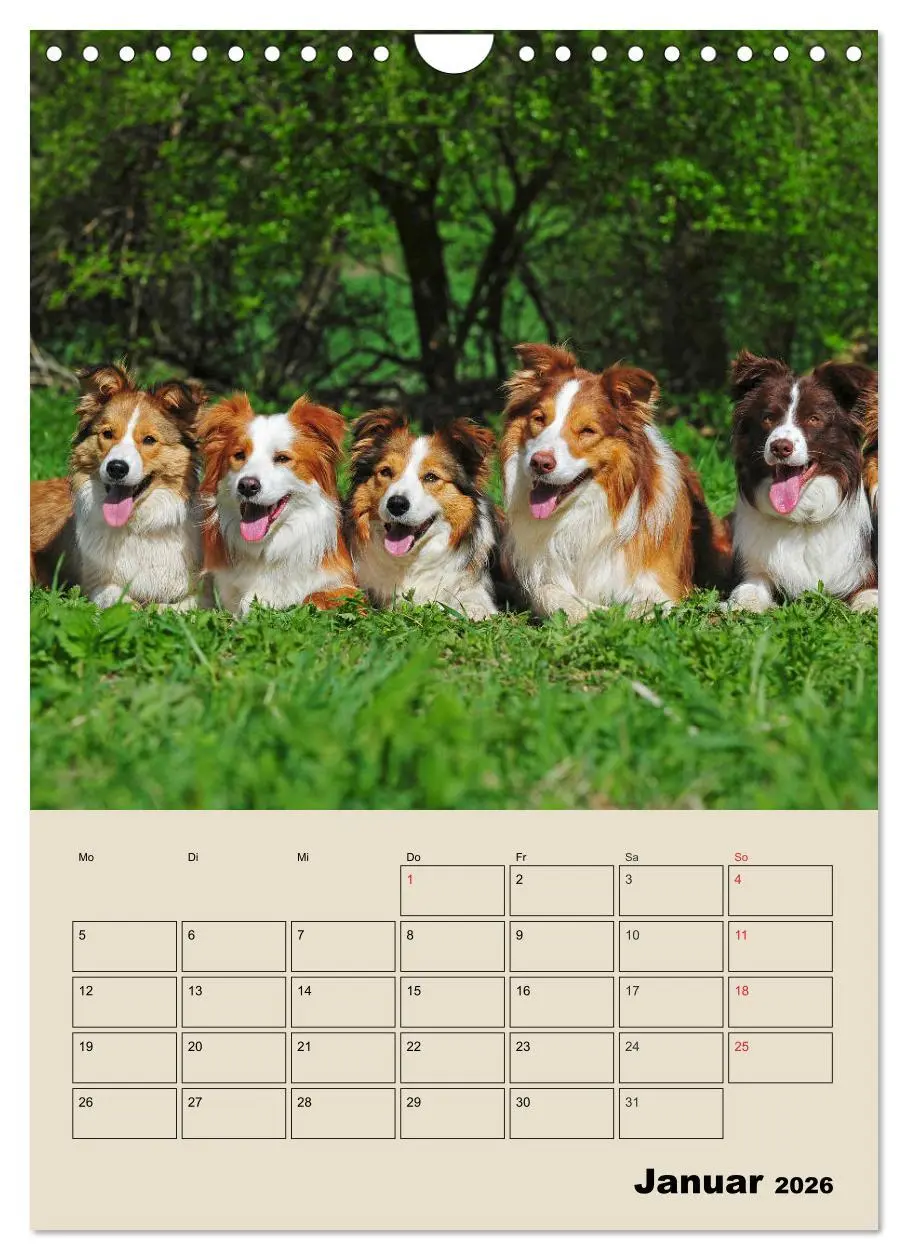 Bild: 9783516388206 | Border Collie - Ein Familienplaner (Wandkalender 2026 DIN A4 hoch),...