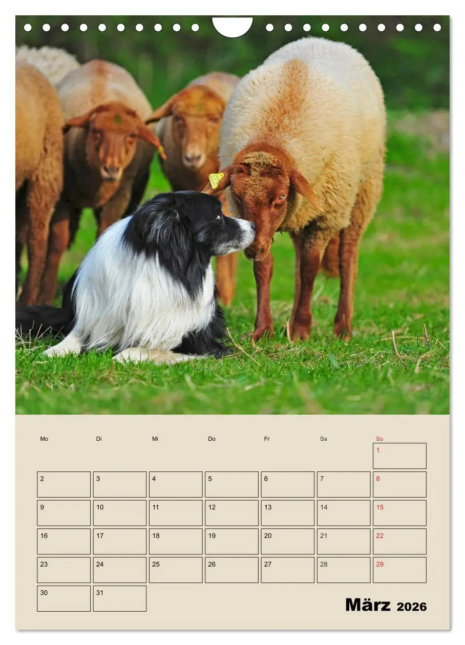 Bild: 9783516388206 | Border Collie - Ein Familienplaner (Wandkalender 2026 DIN A4 hoch),...
