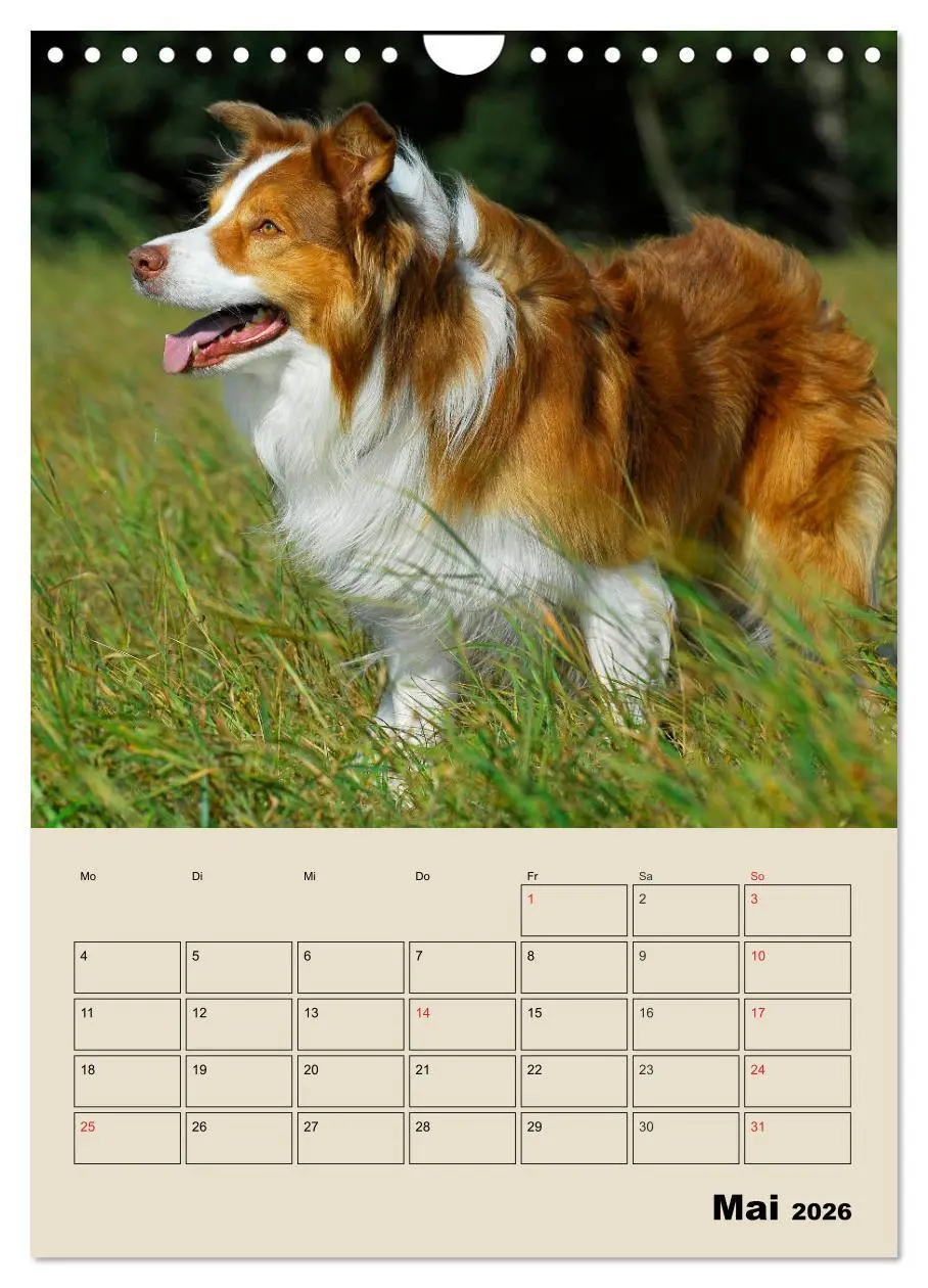 Bild: 9783516388206 | Border Collie - Ein Familienplaner (Wandkalender 2026 DIN A4 hoch),...